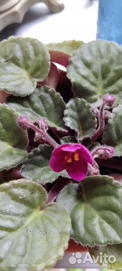 Фиалка в горшках