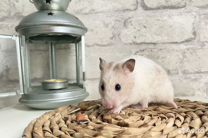 Сирийский хомяк