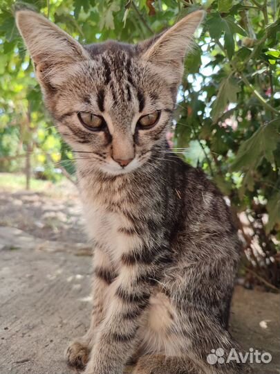 Котята (мальчики)