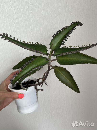 Каланхоэ лечебное