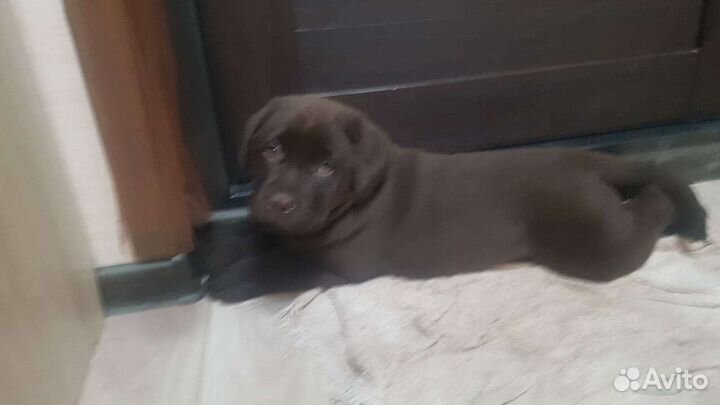 Вязка кабеля