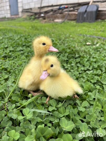 Утки муларды