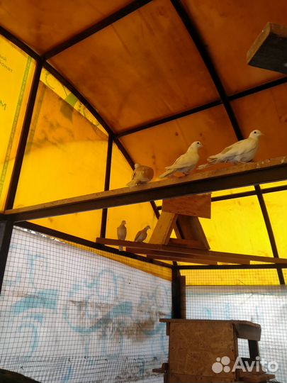 Фазаны,павлины,горлицы,инкубационное яйцо