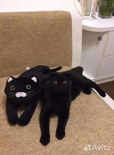 Шотландский вислоухий котик