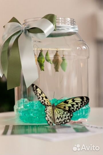 Ферма бабочек