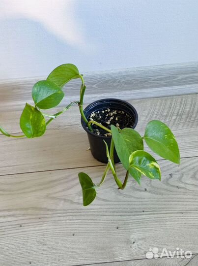 Эпипремнум золотистый