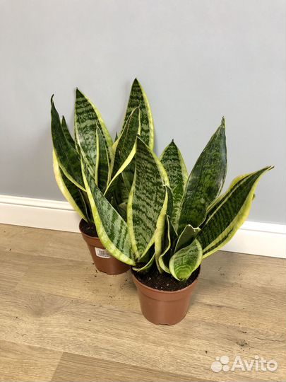 Сансевиерия Футура суперба