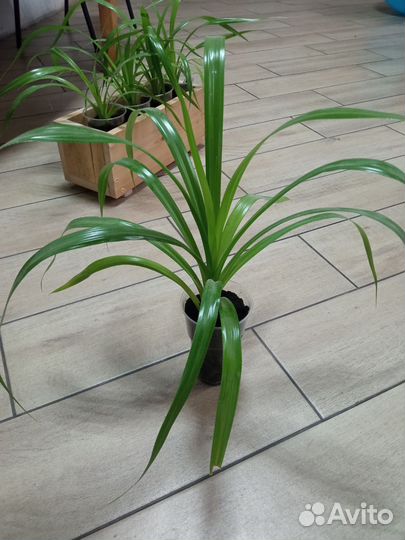 Пальма Панданус