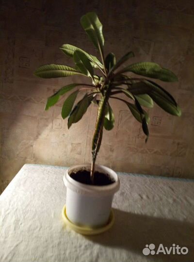 Пальма комнатная (молочай)