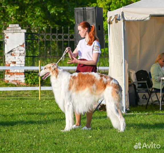 Русская псовая борзая. Кобель для вязки