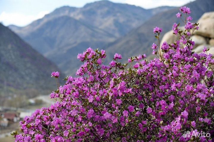 Тур на Алтай на цветение маральника, 5 дней