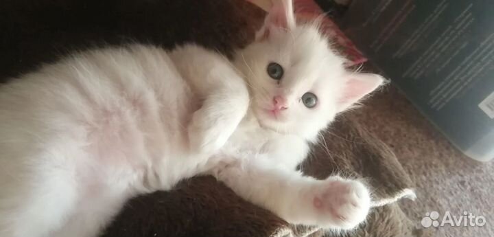 Отдам котят в добрые руки