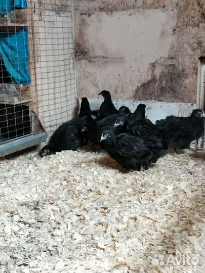 Инкубационное яйцо черно-медного марана