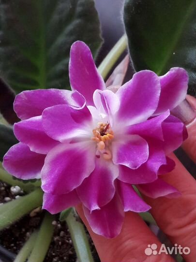 Цветущие необычные сенполии