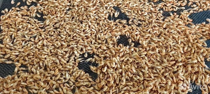 Креветка крупная оптом и в розницу