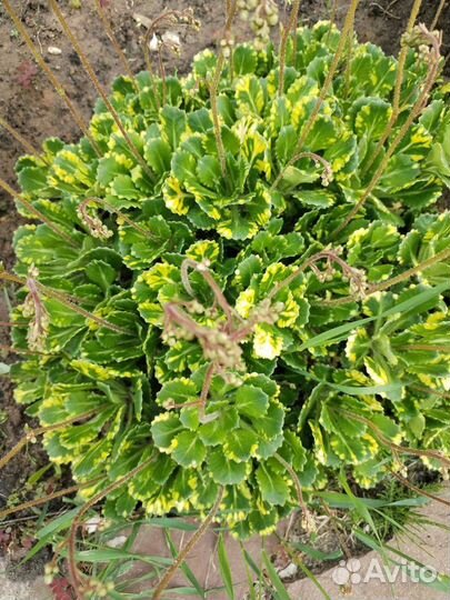 Камнеломка