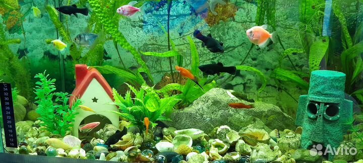 Аквариум
