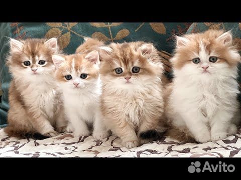 Породистые золотые британские котята объявление продам