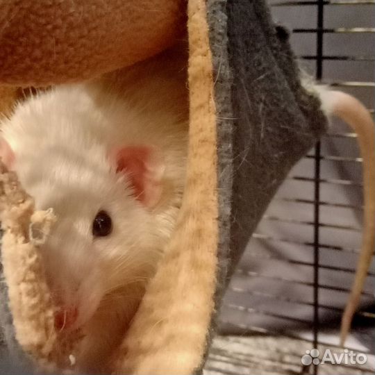 Крысы дамбо