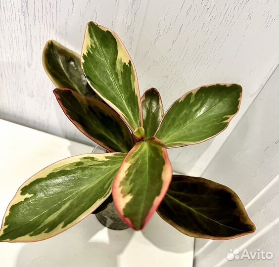 Пеперомия Джелли