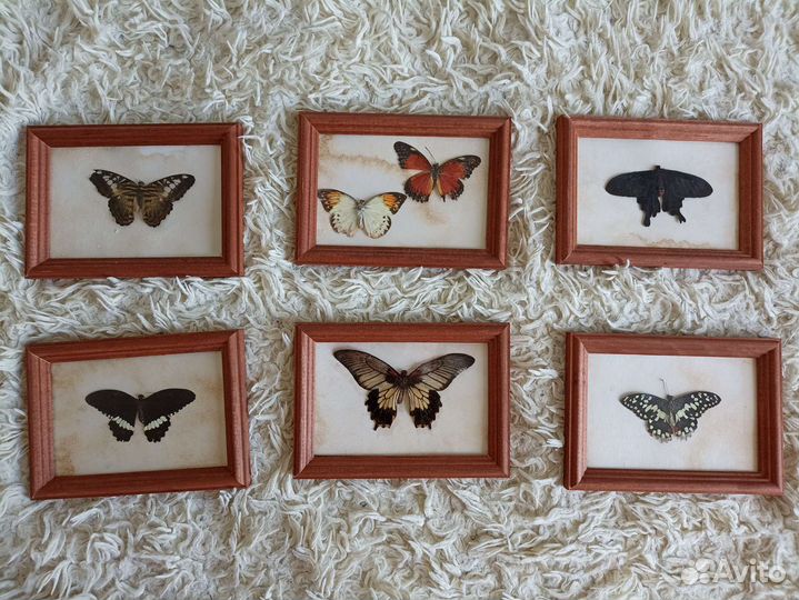 Тропические бабочки в рамке