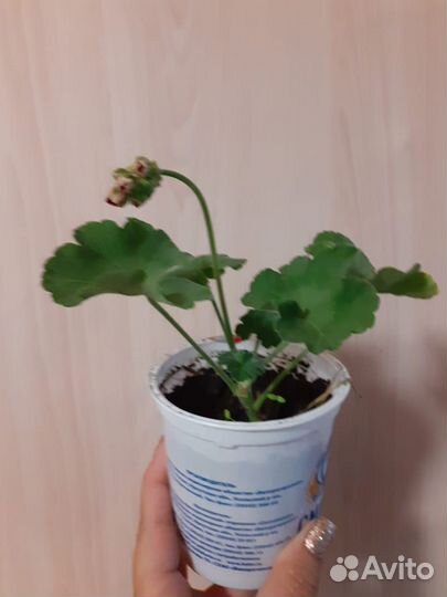 Пеларгония герань обмен