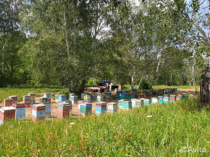 Башкирское разнотравье Мёд