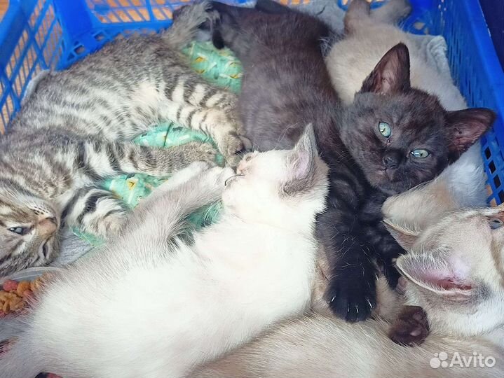 Котята в добрые руки, бесплатно