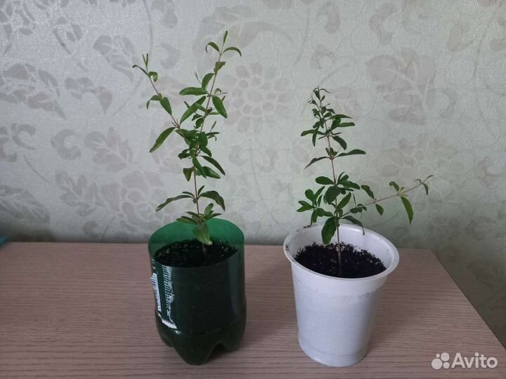 Гранат комнатный