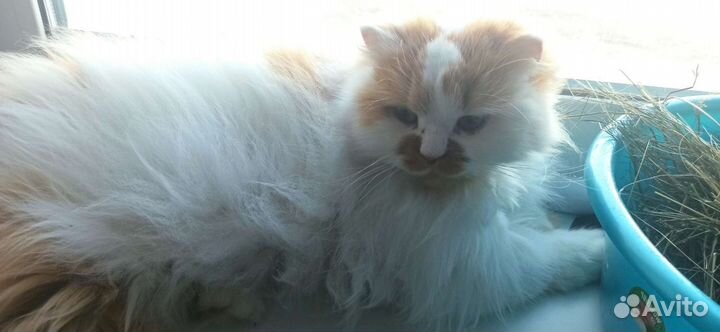 Передержка домашних животных