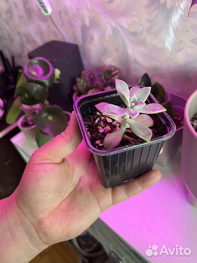 Комнатные цветы