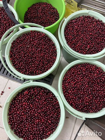 Ягода отчищенная брусника клюква голубика свежая