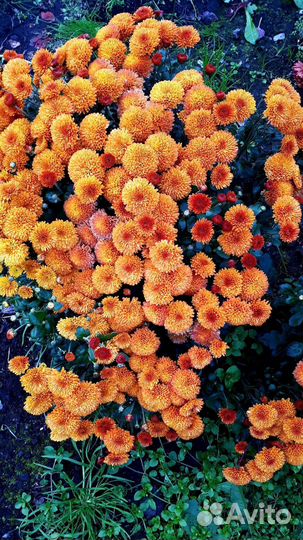 Садовые цветы