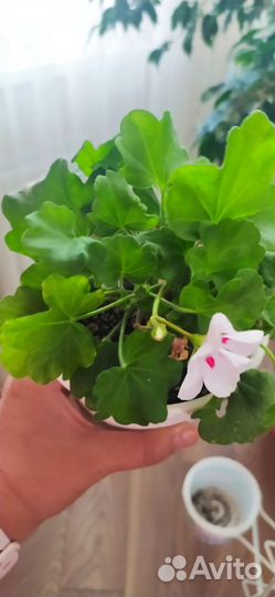 Пеларгония герань сортовая