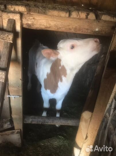 Тёлка 1,5 месеца