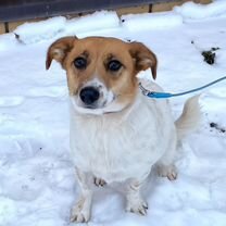 Взрослая собака в добрые руки