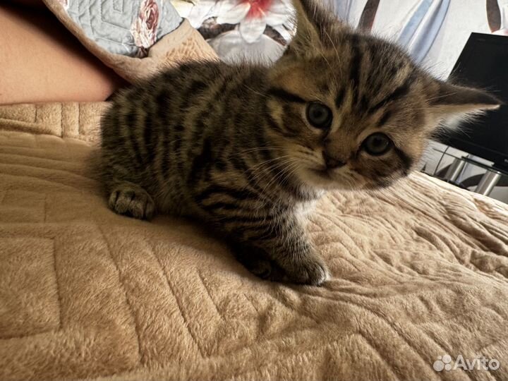 Шотландские вислоухие котята