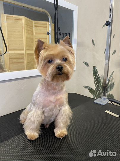 Грумер, стрижка собак и кошек