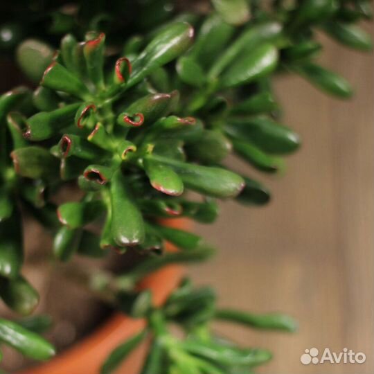 Крассула Хоббит Голлум