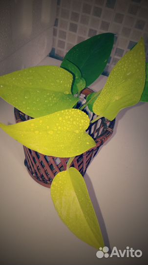 Эпипремнум неон