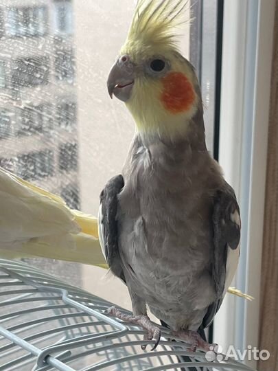 Попугай корелла