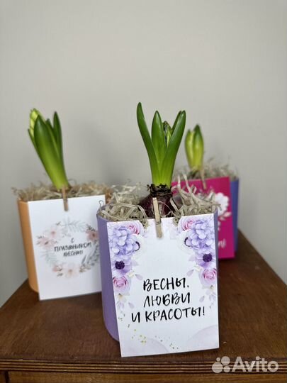 Гиацинт в горшочке на 8 марта подарок жене девушке