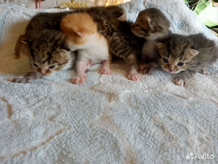 Котята в добрые руки