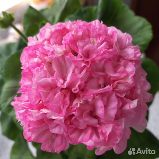 Пеларгония герань сортовая