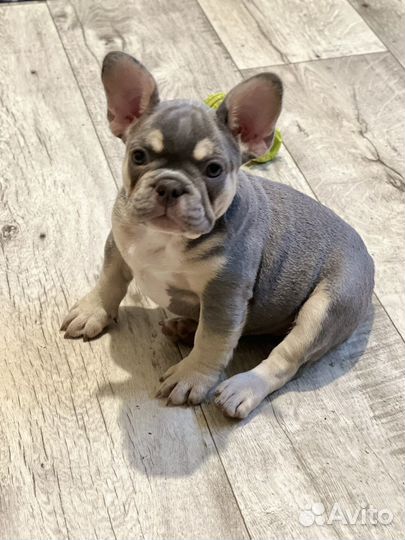 Французский бульдог щенки