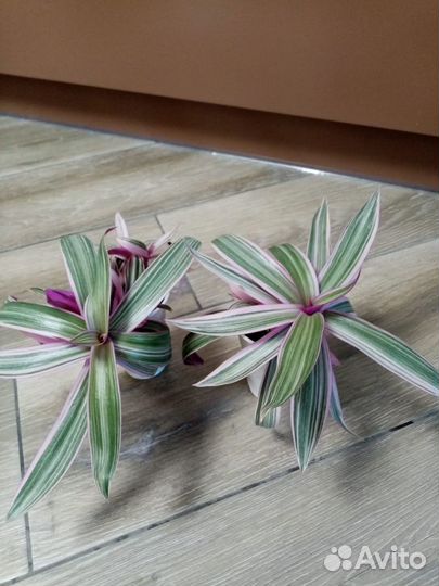 Комнатные растения
