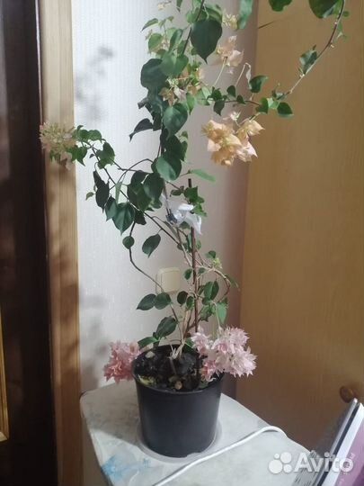 Бугенвиллия