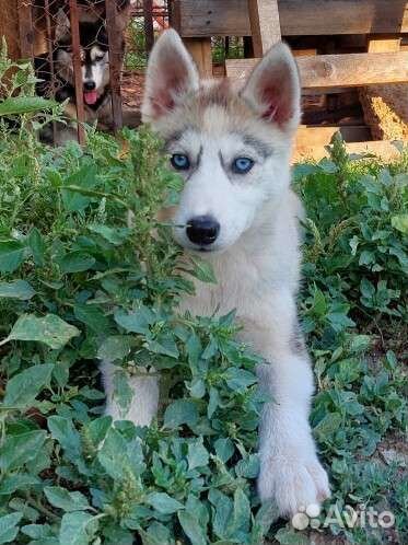 Сибирский хаски