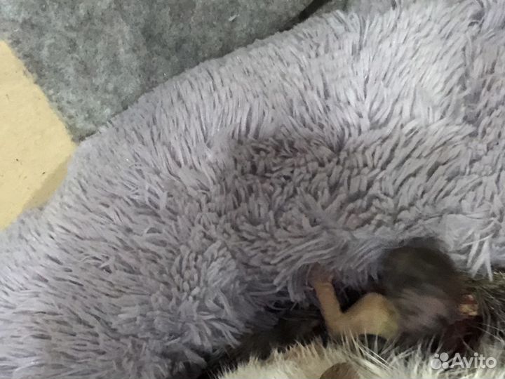 Котята В добрые руки бесплатно