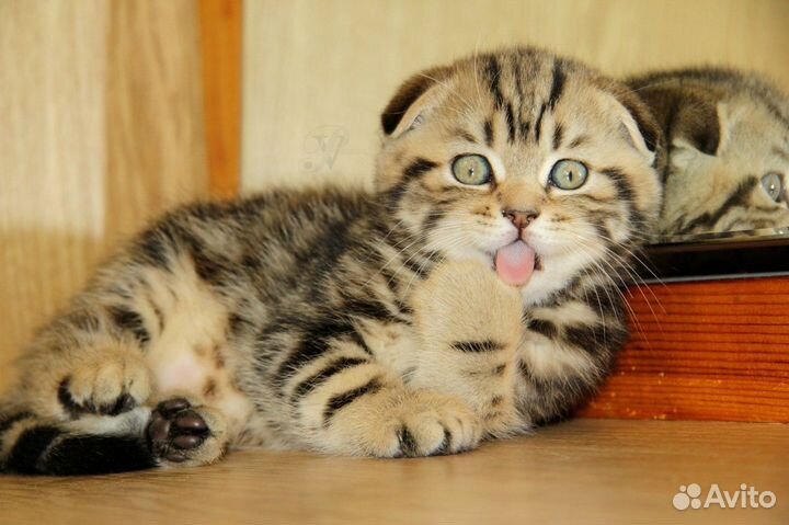 Шатланский вислоухая кошечка вязка